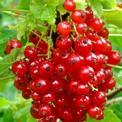 Смородина красная НЕНАГЛЯДНАЯ в Светлогорске