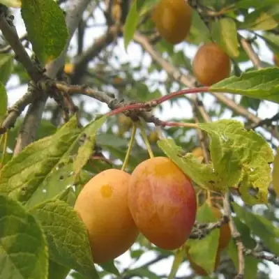 Слива НАТАША в Светлогорске