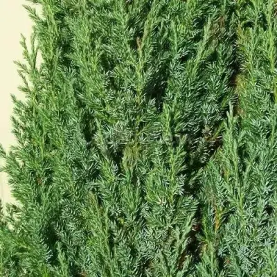 Можжевельник ХИБЕРНИКА обыкновенный  в Светлогорске