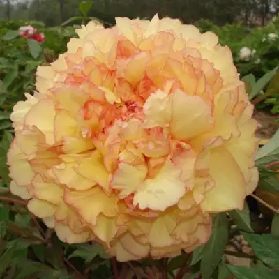 Пион ЗОЛОТАЯ РОССЫПЬ древовидный в Светлогорске