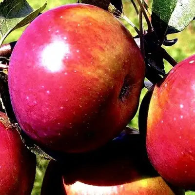 Яблоня ВЕСЯЛИНА в Светлогорске