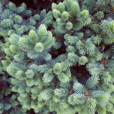 Ель ЭХИНИФОРМИС сизая в Светлогорске