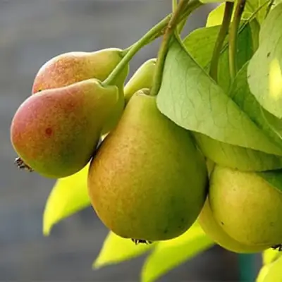 Груша СЕВЕРЯНКА в Светлогорске