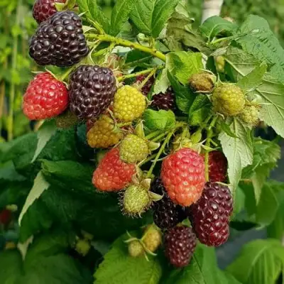 Малина БЛЭК ПОЛЬКА (ХЕБАН) в Светлогорске