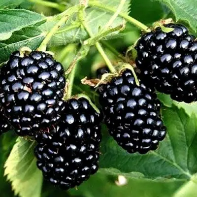 Ежевика ПРАЙМ АРК ТРЕВЕЛЕР ремонтантная  в Светлогорске