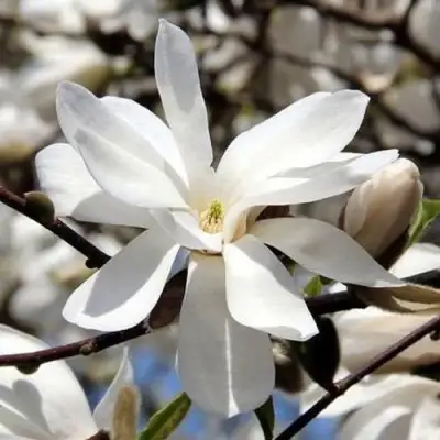 Магнолия ЛЕБНЕРА МЕРРИЛЛ в Светлогорске