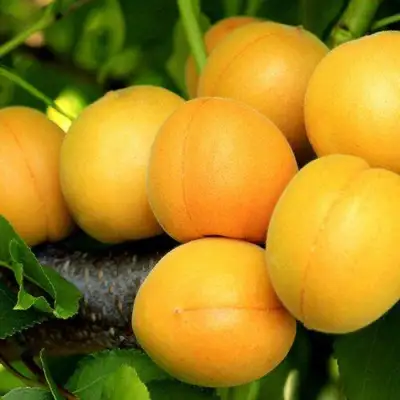 Абрикос ЦАРСКИЙ в Светлогорске