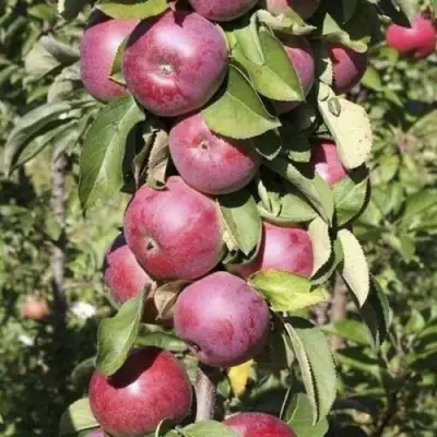 Яблоня ЕСЕНИЯ колонновидная в Светлогорске