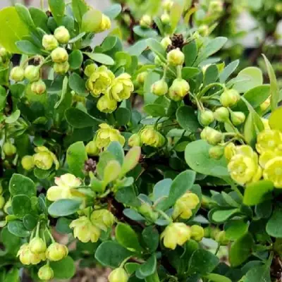 Барбарис КОБОЛЬД тунберга в Светлогорске