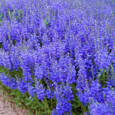 Вероника австрийская в Светлогорске