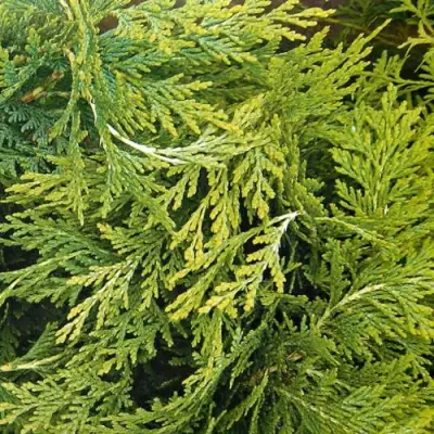 Кипарисовик САНКИСТ лавсона в Светлогорске