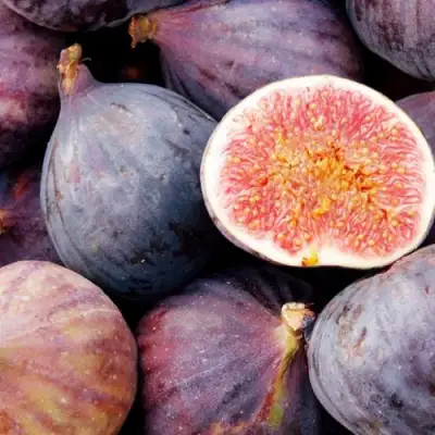 Инжир МУАССОН в Светлогорске