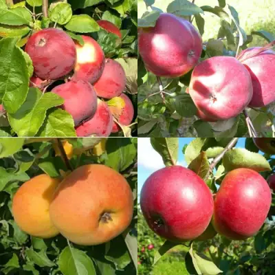 Комплект ЯБЛОНЕВЫЙ КВАРТЕТ в Светлогорске