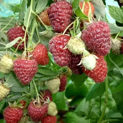 Малина ЖАР-ПТИЦА в Светлогорске