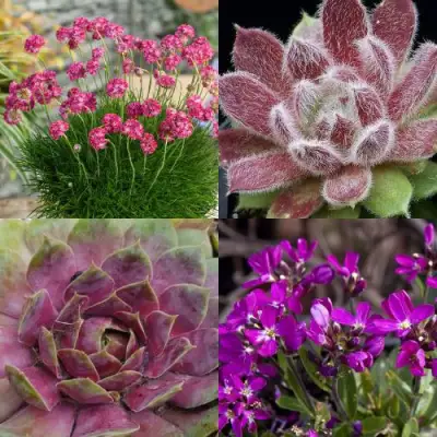 Комплект МИНИ САД в Светлогорске