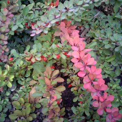 Барбарис ГРИН КАРПЕТ тунберга в Светлогорске