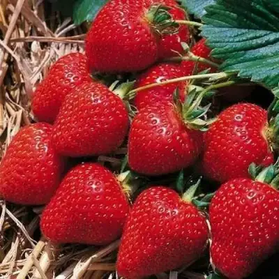 Клубника КИМБЕРЛИ в Светлогорске