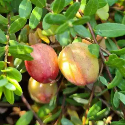 Клюква СТАНКОВИЧ в Светлогорске