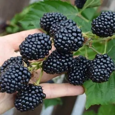 Ежевика ДЖАМБО бесшипная  в Светлогорске