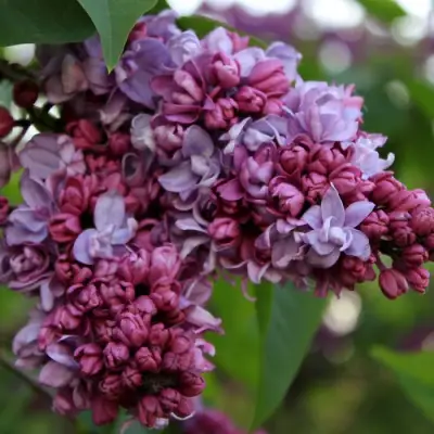 Сирень П.П.КОНЧАЛОВСКИЙ в Светлогорске