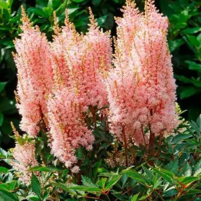 Астильба ЛУК ЭТ МИ японская в Светлогорске