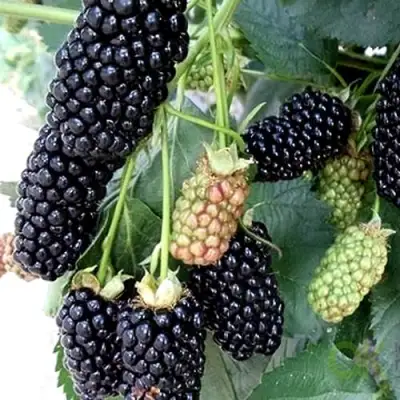 Ежевика ПРАЙМ АРК 45 ремонтантная   в Светлогорске