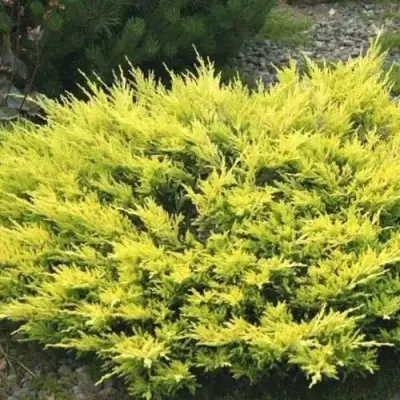 Можжевельник ЛАЙМ ГЛОУ горизонтальный  в Светлогорске