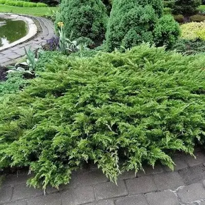 Можжевельник РОКЕРИ ДЖЕМ казацкий  в Светлогорске