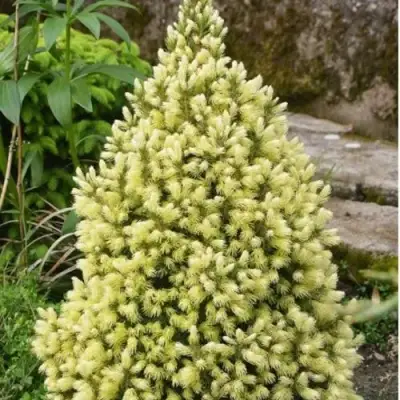 Ель МАЙГОЛД колючая в Светлогорске