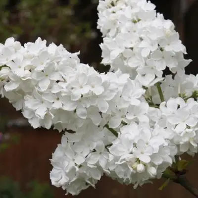 Сирень ФЛОРА в Светлогорске