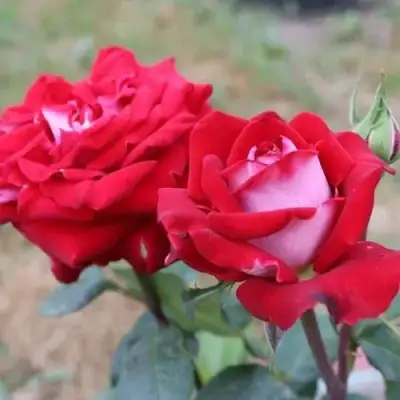 Роза АЛЬЯНС чайно-гибридная в Светлогорске