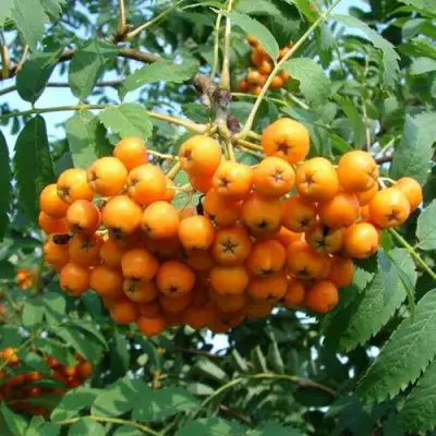 Рябина НЕВЕЖИНСКАЯ ЖЕЛТАЯ сладкоплодная в Светлогорске