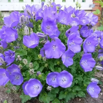 Колокольчик САНТА карпатский в Светлогорске