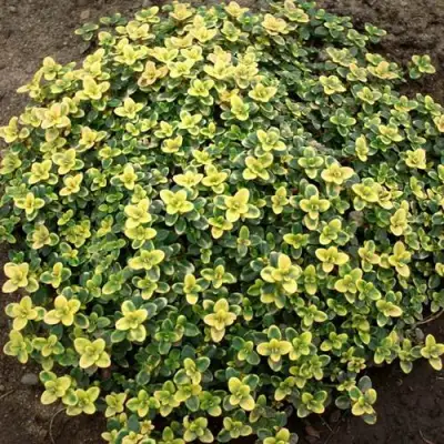 Тимьян ДОННА ВАЛЕЙ лимоннопахнущий в Светлогорске