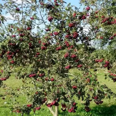 Рябина БУРКА сладкоплодная в Светлогорске