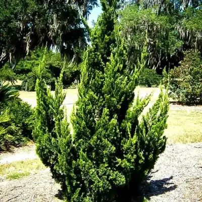 Можжевельник КАЙЗУКА китайский в Светлогорске