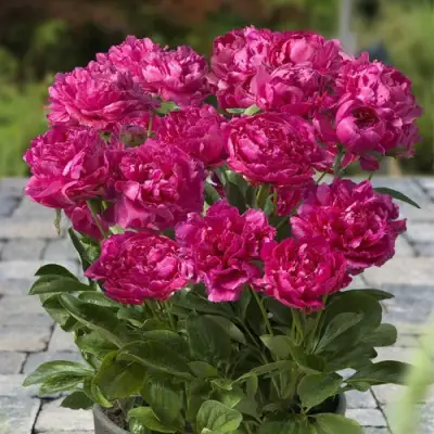 Пион ЛОНДОН травянистый в Светлогорске