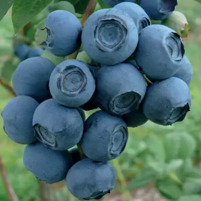 Голубика РУБЕЛ в Светлогорске