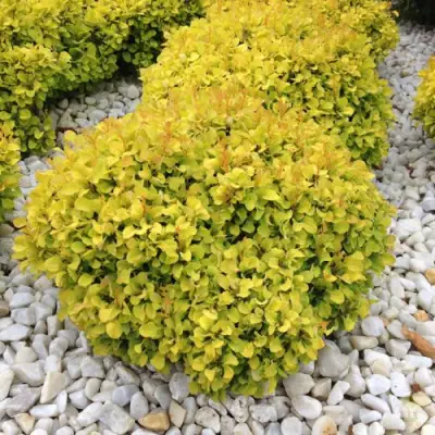 Барбарис БОНАНЗА ГОЛД тунберга в Светлогорске