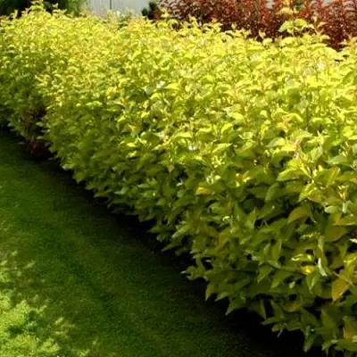 Комплект ДАРТС ГОЛД в Светлогорске