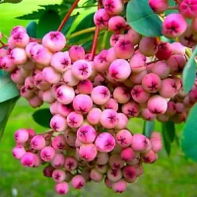 Рябина ПИНК сладкоплодная в Светлогорске