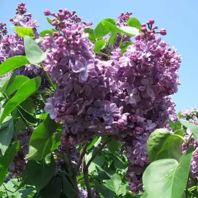 Сирень ВИОЛЕТТА в Светлогорске