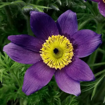 Прострел ПИНВИЛ БЛЮ ШЕЙДЕС в Светлогорске