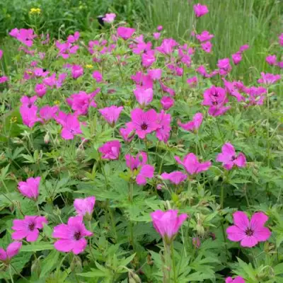 Герань РЕД АДМИРАЛ гибридная в Светлогорске