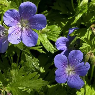 Герань БРУКСАЙД гибридная в Светлогорске