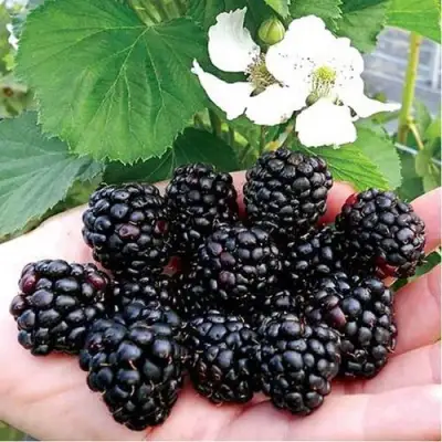 Ежевика РУБЕН ремонтантная  в Светлогорске