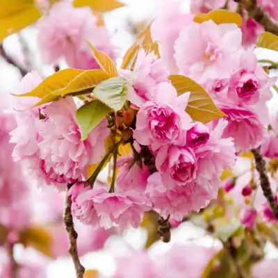 Сакура КАНЗАН в Светлогорске