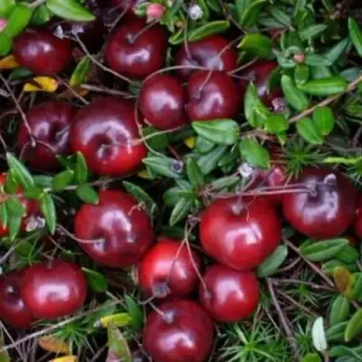 Клюква БЕН ЛИР в Светлогорске