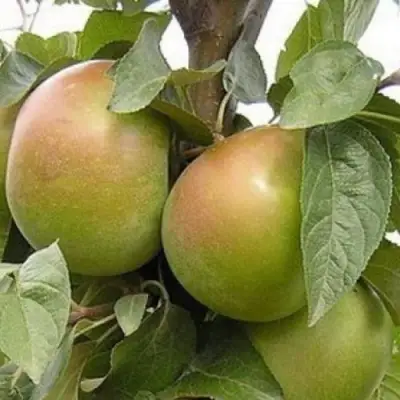 Яблоня БЕЛАНА в Светлогорске