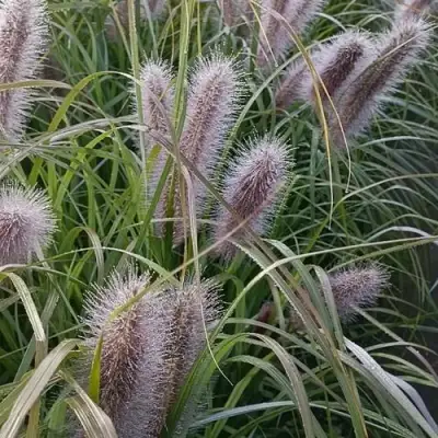 Пеннисетум БЛЭК БЬЮТИ в Светлогорске